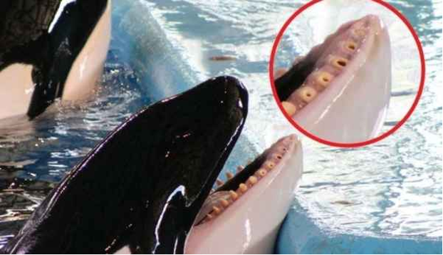 (Martin & Walters, 2016)