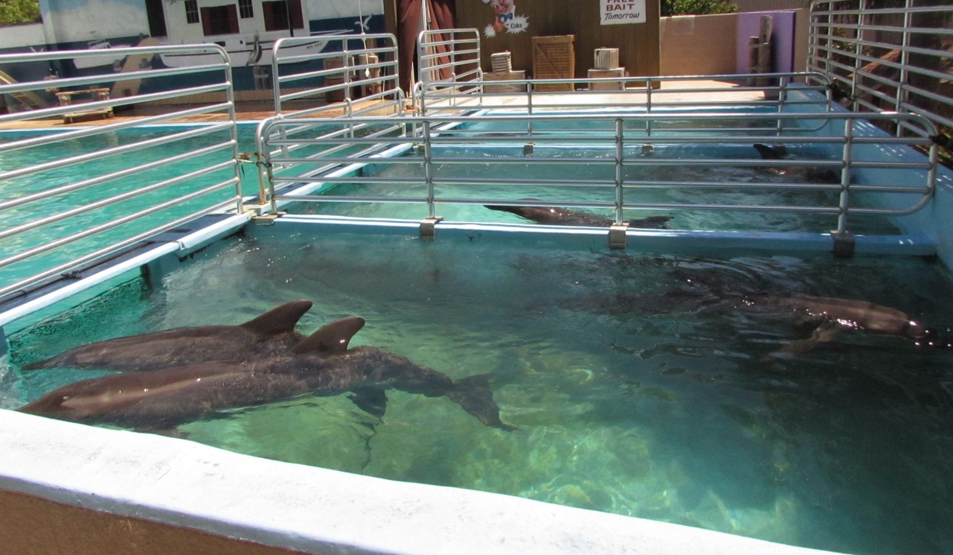 (Dolphin Project, 2024)